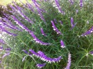 Salvia leucantha - blossom 3