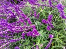 Salvia leucantha - blossom