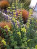 Salvia mexicana 'Limelight' - blossom