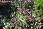 Salvia officinalis 'Tricolor' - foliage