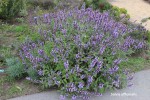 Salvia officinalis