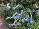 Salvia uliginosa - blossom