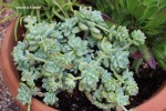 Sedum clavatum