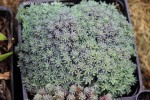 Sedum hispanicum 'Purpureum'