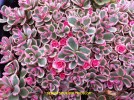 Sedum spurium 'Tricolor'