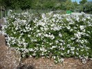 Solanum jasminoides - blooming