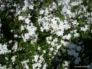 Solanum jasminoides - blossom