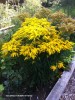 Solidago 'Crown of Rays'