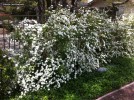 Spiraea cantoniensis - blooming 1