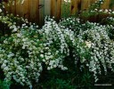 Spiraea cantoniensis - blooming