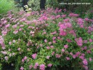 Spiraea japonica 'Anthony Waterer' - blooming