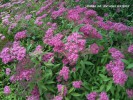 Spiraea japonica 'Anthony Waterer' - blossom