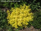 Spiraea japonica 'Goldflame'