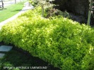 Spiraea japonica 'Limemound'