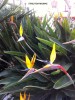 Strelitzia reginae - blossom