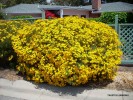 Tagetes lemmonii (palmeri) 1