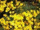 Tagetes lemmonii (palmeri) - blossom