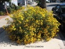 Tagetes lemmonii (palmeri)