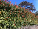 Tecoma capensis - blooming