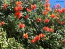 Tecoma capensis - blossom