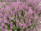 Teucrium chamaedrys - blossom