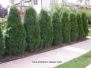 Thuja occidentalis 'Emerald Green'