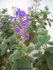 Tibouchina heteromalla - blossom