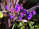 Tibouchina heteromalla - blossom2