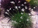 Tulbaghia violacea 'Alba' - blooming