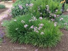 Tulbaghia violacea - Society Garlic 2