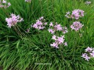 Tulbaghia violacea - Society Garlic