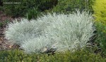 Tulbaghia violacea 'Variegata'