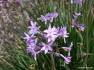 Tulbaghia violacea - blossom 2