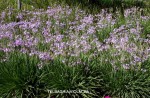 Tulbaghia violacea