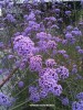 Verbena bonariensis - blossom