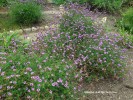 Verbena lilacina 'De La Cina' - group