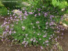 Verbena lilacina 'De La Cina'