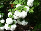 Viburnum opulus - blossom 2