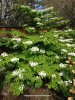 Viburnum plicatum tom. 'Mariesii'