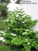 Viburnum plicatum (tomentosum 'Sterile') 'Maresii' 2