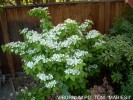 Viburnum plicatum (tomentosum 'Sterile') 'Maresii'