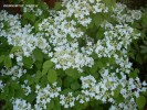 Viburnum plicatum (tomentosum 'Sterile') 'Mariesii' - detail