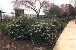 Viburnum tinus - blooming mass