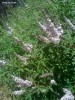 Vitex agnus-castus 'Alba' - blossom