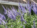 Vitex agnus-castus - blossom