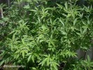 Vitex agnus-castus - foliage