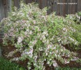 Weigela florida 'Variegata' - blooming 2