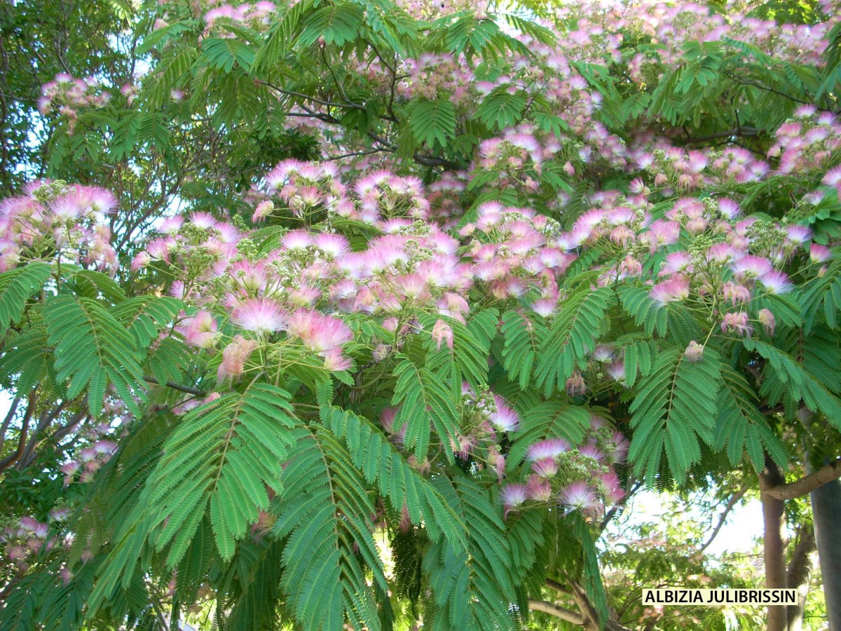 Albizia julibrissin - blossom Archives - Jeffwortham