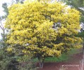 Acacia baileyana- blooming