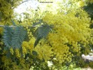 Acacia baileyana- blossom